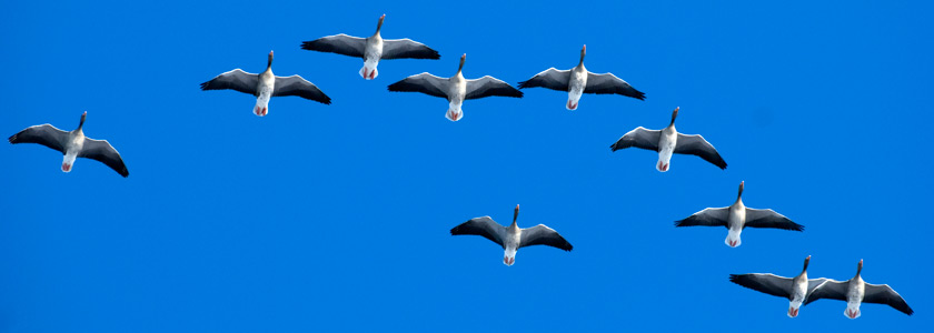 Greylags in flight - Zsuzsanna Bird