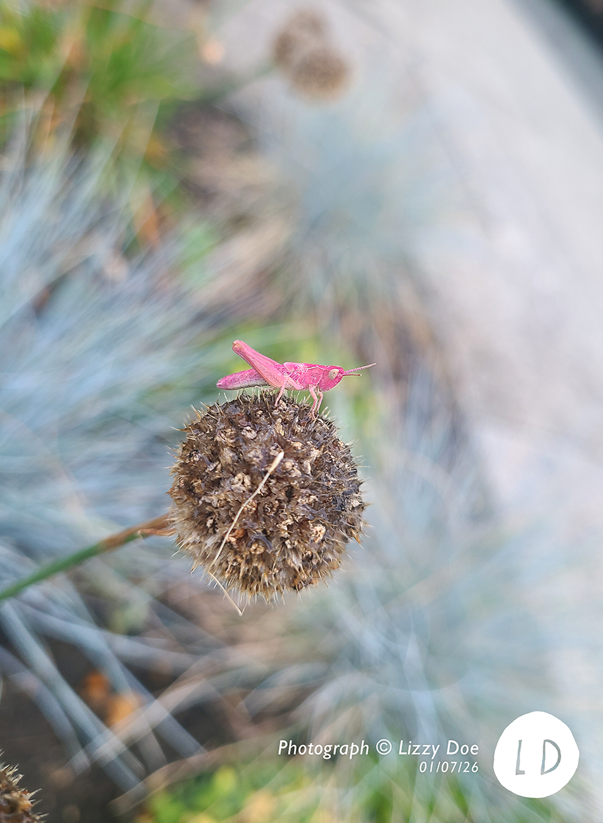 Pink variation of Meadow Grasshopper, (C)Lizzy Doe
